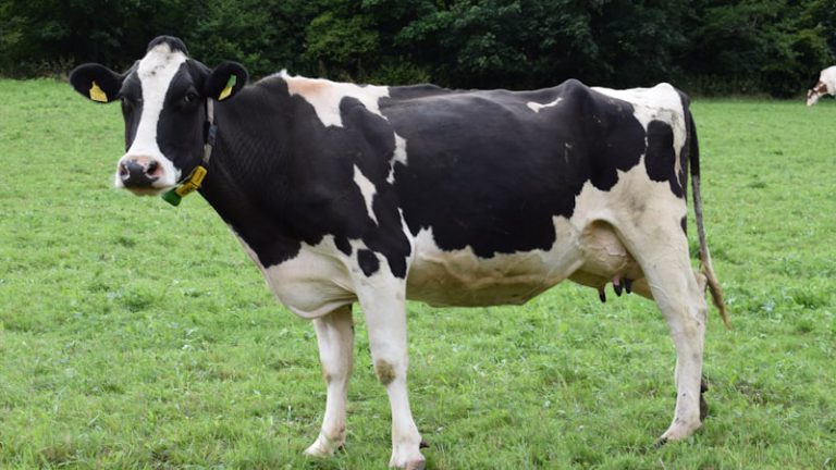 牛にスマートカラーを付けたら – NZ発Halterがユニコーンに